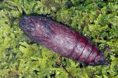<i>Hyloicus pinastri</i>