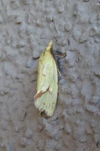 <i>Agapeta hamana</i>