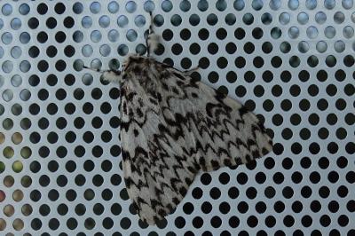 <i>Lymantria monacha</i>