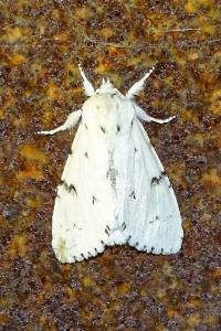 <i>Acronicta leporina</i>