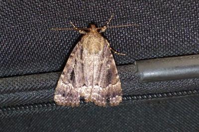 <i>Amphipyra berbera svenssoni</i>