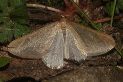 <i>Alsophila aceraria</i>