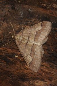 <i>Phigaliohybernia marginaria</i>