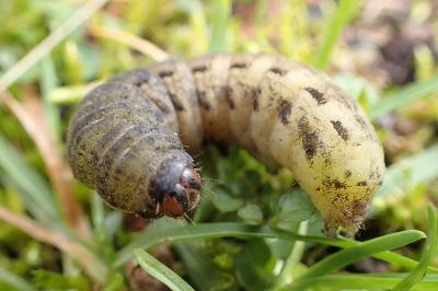 <i>Noctua pronuba</i>