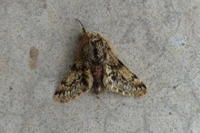 <i>Apocheima hispidaria</i>