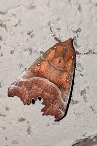 <i>Scoliopteryx libatrix</i>