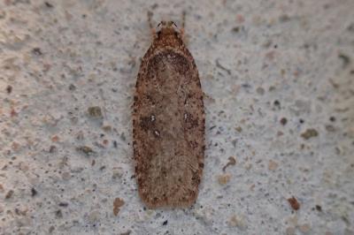 <i>Agonopterix</i>