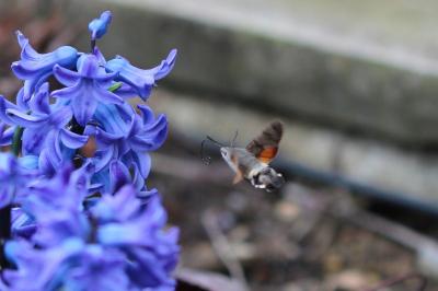 <i>Macroglossum stellatarum</i>