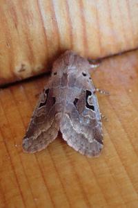 <i>Orthosia gothica</i>