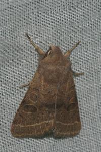 <i>Orthosia cerasi</i>