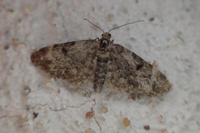 <i>Eupithecia tantillaria</i>