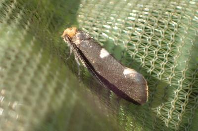 <i>Incurvaria masculella</i>