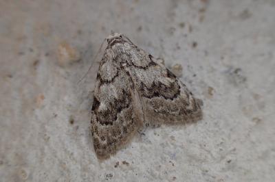 <i>Nola confusalis</i>