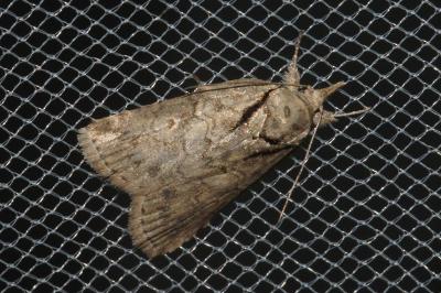 <i>Nycteola revayana</i>