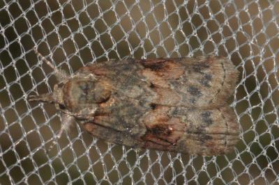 <i>Nycteola revayana</i>