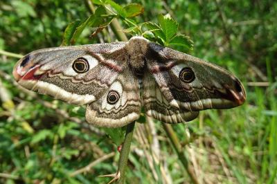 <i>Saturnia pavonia</i>