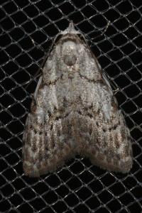 <i>Nola confusalis</i>
