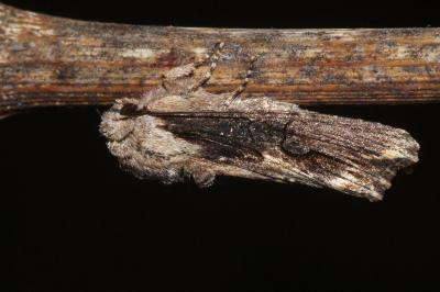 <i>Egira conspicillaris</i>