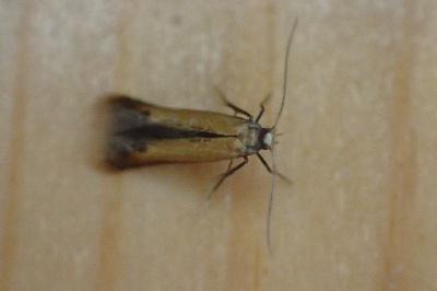 <i>Coptotriche marginea</i>