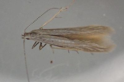 <i>Coleophora otidipennella</i>