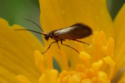 <i>Micropterix calthella</i>