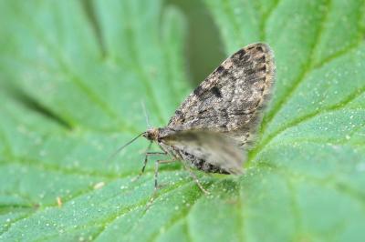 <i>Eupithecia tantillaria</i>