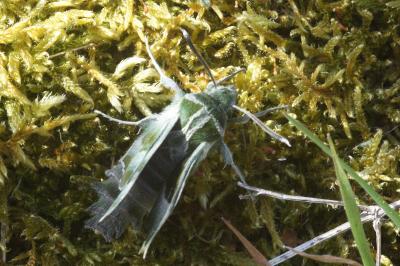 <i>Proserpinus proserpina</i>
