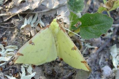 <i>Opisthograptis luteolata</i>