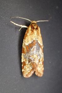 <i>Aethes hartmanniana</i>