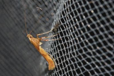 <i>Caloptilia hemidactylella</i>