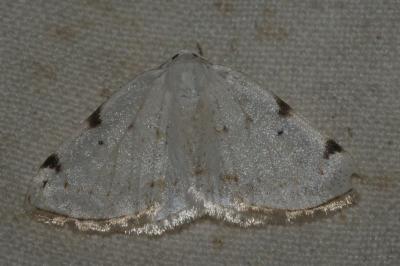 <i>Lomographa bimaculata</i>