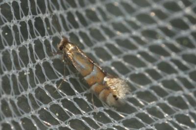 <i>Phyllonorycter ulmifoliella</i>