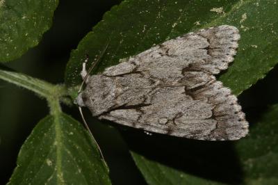 Acronicta