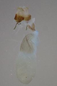 <i>Acronicta psi</i>