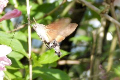 <i>Macroglossum stellatarum</i>