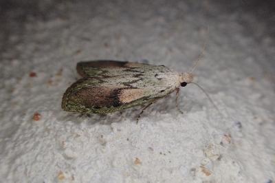 Aphomia sociella
