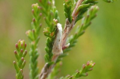Elachista albidella