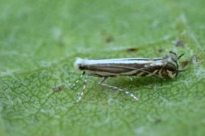 Micrurapteryx kollariella
