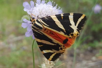 Euplagia quadripunctaria