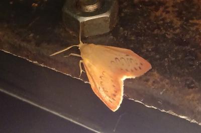 Miltochrista miniata