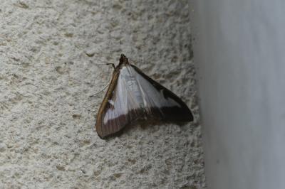 Cydalima perspectalis
