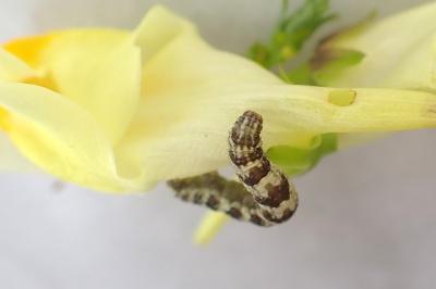 Eupithecia linariata