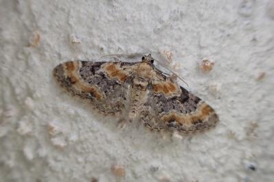 Eupithecia pulchellata
