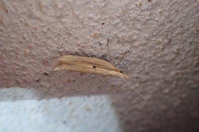 Ypsolopha nemorella