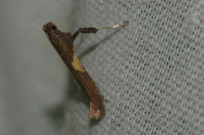 Caloptilia falconipennella