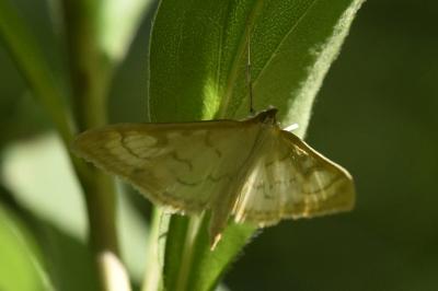 Paratalanta hyalinalis