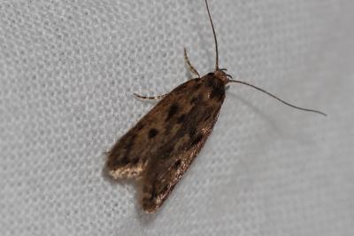 Borkhausenia fuscescens