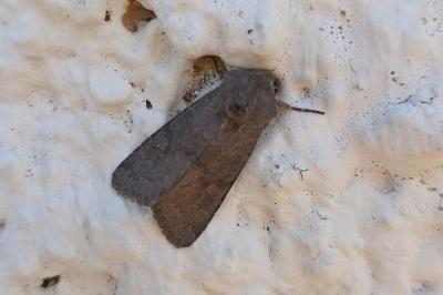 Aporophyla nigra