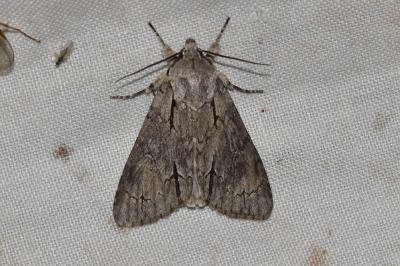 Acronicta