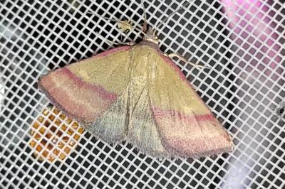 Phytometra viridaria